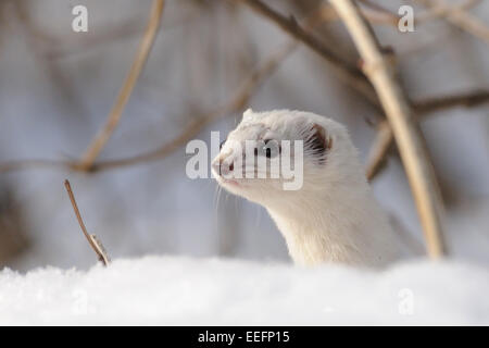 De peur que Weasel tôt au printemps Banque D'Images