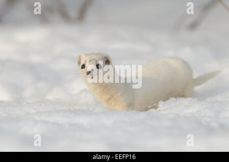 De peur que Weasel tôt au printemps Banque D'Images