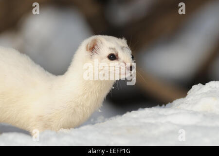 De peur que Weasel tôt au printemps Banque D'Images