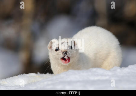 De peur que Weasel tôt au printemps Banque D'Images