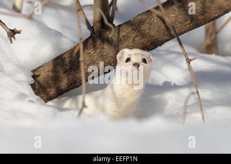 De peur que Weasel tôt au printemps Banque D'Images