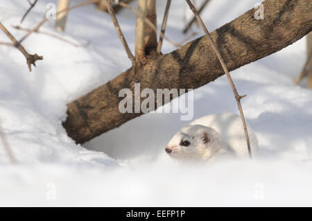 De peur que Weasel tôt au printemps Banque D'Images