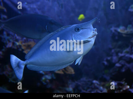 Poisson Unicorn (Naso unicornis) vu près de New York Banque D'Images