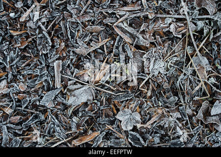 Le paillis de copeaux de bois recouverts de gel et de feuilles sur un sentier en hiver. UK Banque D'Images