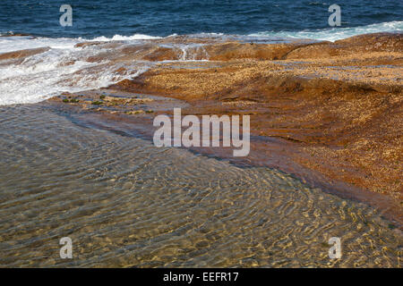 Un détail d'une réunion l'océan rockpool à Sydney, Australie Banque D'Images