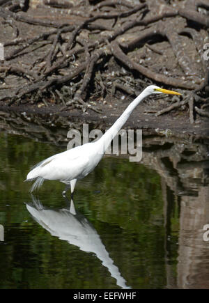 Grande aigrette (Ardea alba) vu dans les Everglades de Floride Banque D'Images