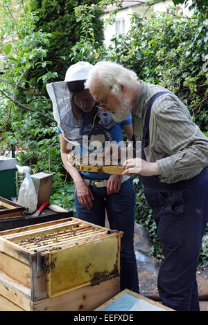 Berlin, Allemagne, les abeilles en vol Banque D'Images