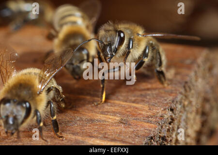 Berlin, Allemagne, les abeilles du miel Banque D'Images