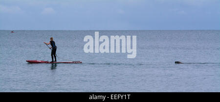 Falmouth, Cornwall, UK. 17 Jan 2015. Une pagaie boarder, bénéficiant d'une mer calme, est suivi d'un joint de l'amical Falmouth plage de Gyllyngvase. Crédit : Simon Maycock/Alamy Live News Banque D'Images