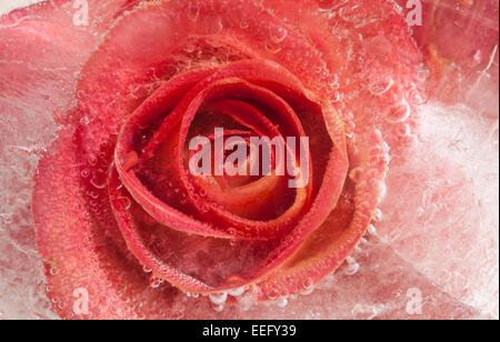 La flore, fleur rose gelée gelée dans un bloc de glace Banque D'Images