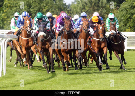 Royal Ascot, chevaux et jockeys lors d'une course Banque D'Images