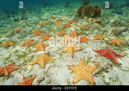 Groupe d'étoile, étoile de mer Coussin Oreaster reticulatus, Fonds sous-marins de la mer des Caraïbes, sur fond Banque D'Images