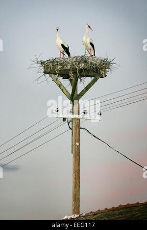 Deux cigognes blanches, debout dans le nid en haut d'un poteau électrique au coucher du soleil. Les gens ont fait nid au-dessus de poteau électrique seulement pour les cigognes Banque D'Images