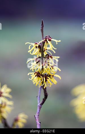 Hamamelis floraison arbuste en hiver. L'hamamélis fleurs. Banque D'Images