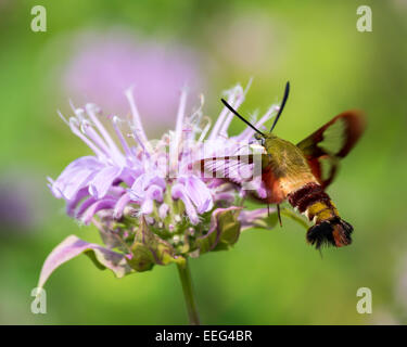 Une Sésie symphorine nectar boissons à partir d'une fleur. Banque D'Images