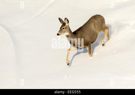 Une mule deer doe s'exécute dans la neige dans le Parc National des Badlands du Dakota du Sud. Banque D'Images