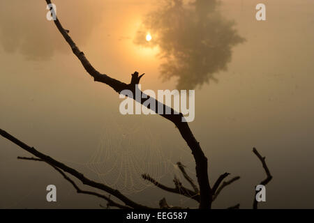 Couvert de Rosée spider web et soleil levant reflète dans les petits étangs de Pen, Richmond Park, Londres Banque D'Images