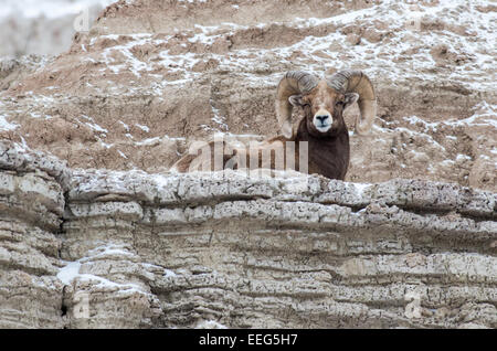 Un mouflon ram repose sur une falaise dans les Badlands National Park dans le Dakota du Sud. Banque D'Images