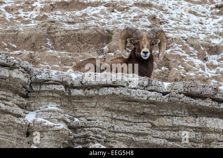 Un mouflon ram repose sur une falaise dans les Badlands National Park dans le Dakota du Sud. Banque D'Images