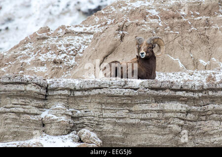 Un mouflon ram repose sur une falaise dans les Badlands National Park dans le Dakota du Sud. Banque D'Images