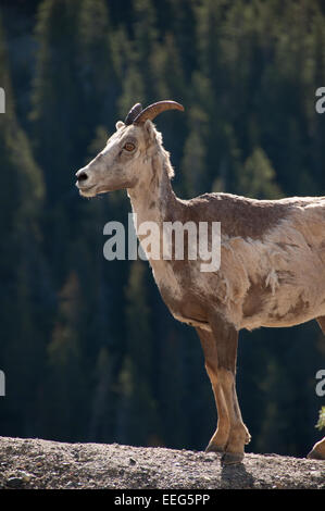 Bighorn (Ovis canadensis) Comité permanent par le côté de la route de la promenade des Glaciers, Canada Banque D'Images