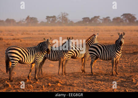 Les zèbres des plaines (Equus burchelli) tôt le matin, la poussière, le Parc national Amboseli, Kenya Banque D'Images
