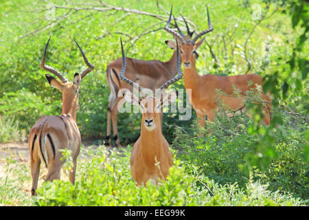 Un troupeau d'impalas Aepyceros melampus, hommes, debout dans la végétation dans le Parc National du Serengeti, Tanzanie Banque D'Images