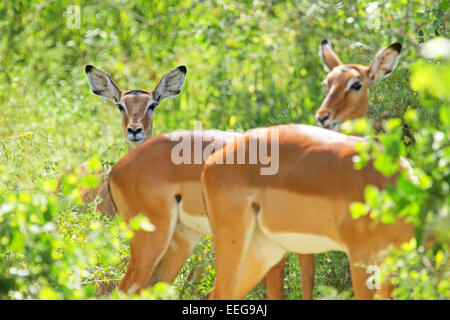 Un troupeau d'impalas Aepyceros melampus, femme, debout dans la végétation dans le Parc National du Serengeti, Tanzanie Banque D'Images