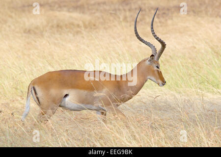 Un homme, impala Aepyceros melampus, debout dans l'herbe dans le Parc National du Serengeti, Tanzanie Banque D'Images