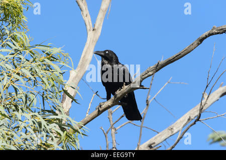 Little Crow, Corvus Bennetti, Australie Méridionale Banque D'Images