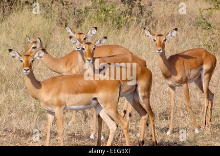 Un troupeau de femelle impala, Aepyceros melampus, looking at camera in Serengeti National Park, Tanzania Banque D'Images