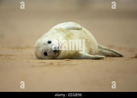 Phoque gris (Halichoerus grypus) pup portant sur une plage de sable fin à la cute Banque D'Images