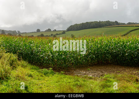 Paysage avec le maïs et l'herbe des champs dans la campagne du Dorset vallonné Banque D'Images