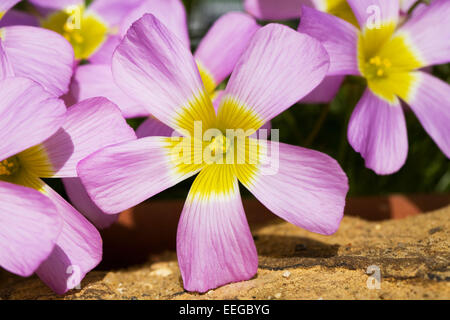 Comosa Oxalis fleurs. Banque D'Images