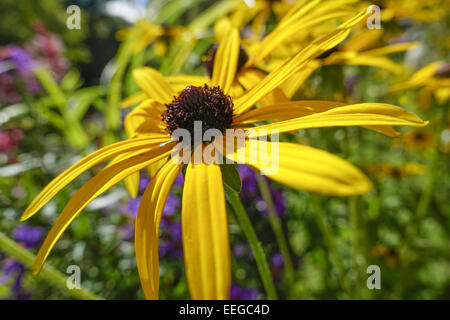 Garten-Sonnenhut (Rudbeckia fulgida deamii var), fleur (Rudbeckia fulgida Goldsturm var deamii), de la famille des Astéracées, l'arrière-plan, noir, Banque D'Images