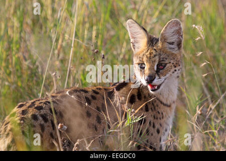 Un serval, Leptailurus serval, dans la savane du Parc National de Serengeti, Tanzanie. Ce moyennes chat sauvage d'Afrique est un elu Banque D'Images