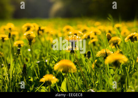 Hilkerode, Allemagne, le pissenlit prairie Banque D'Images