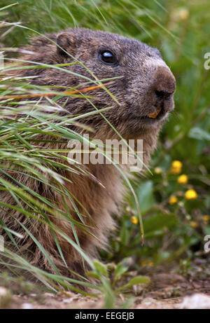 Marmotte des Alpes (Marmota marmota), Pordoi Pass, Dolomites, Italie Banque D'Images
