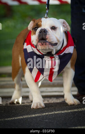 La patriotique Bull dog Banque D'Images