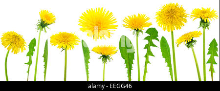 Mélange de pissenlits 8 clair sur fond blanc Banque D'Images