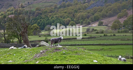 Les moutons sous un arbre dans la grande vallée de Langdale, Lake District Banque D'Images