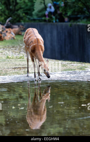 Berlin, Allemagne, l'antilope Sitatunga dans le Zoo Berlin Banque D'Images