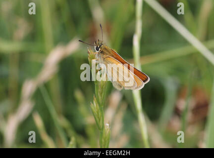 Usine Essex Skipper reposant sur Banque D'Images