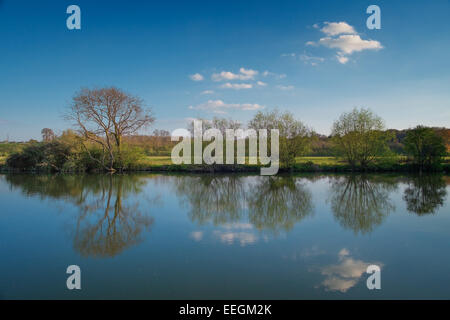 Willow arbres se reflétant dans l'eau le long des rives de la Tamise près de Abingdon, Oxfordshire. Banque D'Images