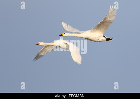 Paire de cygnes de Bewick adultes en vol Banque D'Images