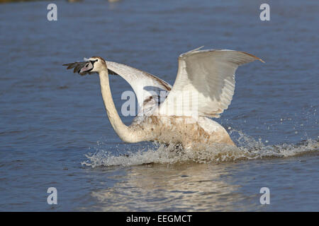 Cygne tuberculé juvénile l'atterrissage sur l'eau Banque D'Images