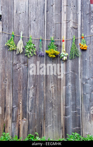 Médecine douce fleurs herbes bouquet collection sur vieux mur de la grange de ferme en bois Banque D'Images