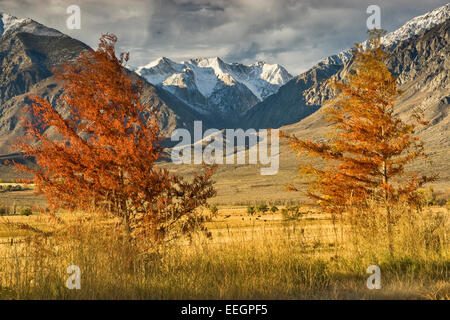 À l'automne feuillage cyprès plantés dans la vallée ronde, autour de la chaîne de montagnes dans l'Est de Pine Creek Canyon Sierra Nevada près de Bis Banque D'Images