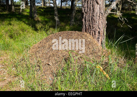 Un grand bois Formica aquilonia (ant) nichent dans une forêt de pins indigènes, en Écosse. Banque D'Images