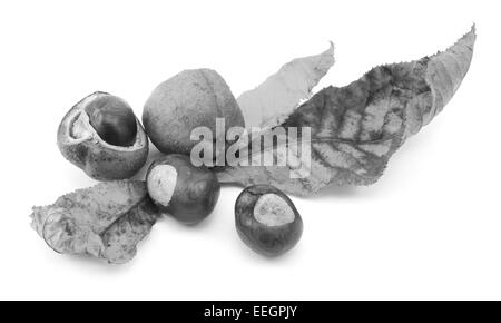 Automne feuillage d'un marronnier rouge avec conkers et lisse des cas de semences, isolé sur fond blanc - monochrome Banque D'Images